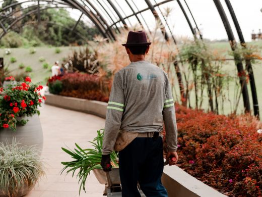 Gärtner geht mit Pflanzen durch eine gepflegte Gartenanlage
